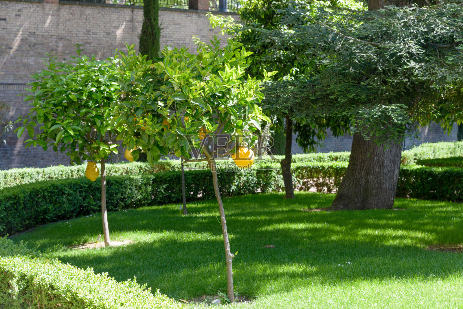 意大利罗马的一个柠檬花园照片摄影图片