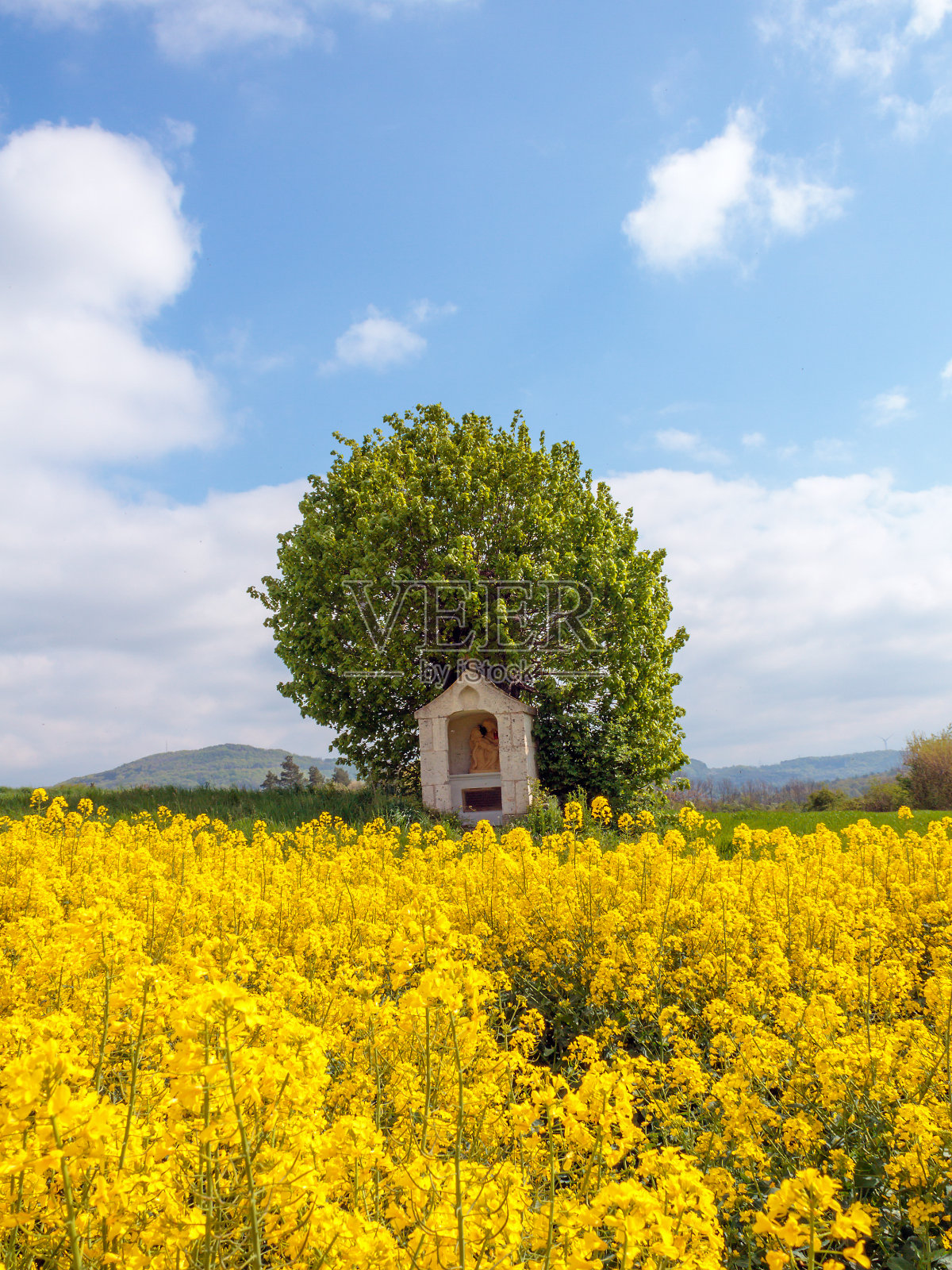 春油菜照片摄影图片