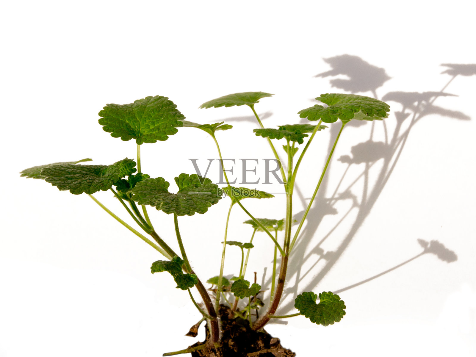 红死荨麻(Lamium purpureum)照片摄影图片