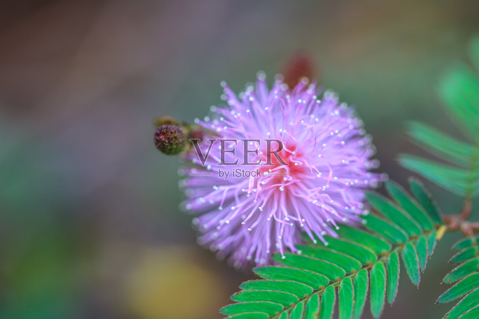 森林里美丽的野花照片摄影图片