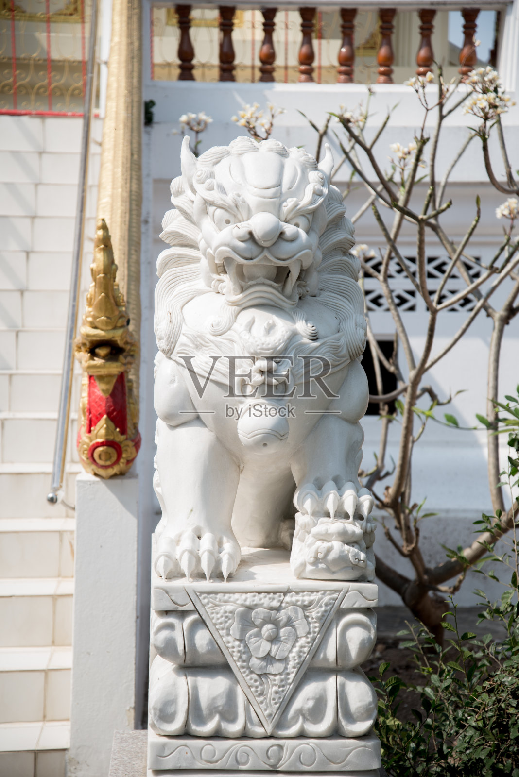 中国白狮子照片摄影图片