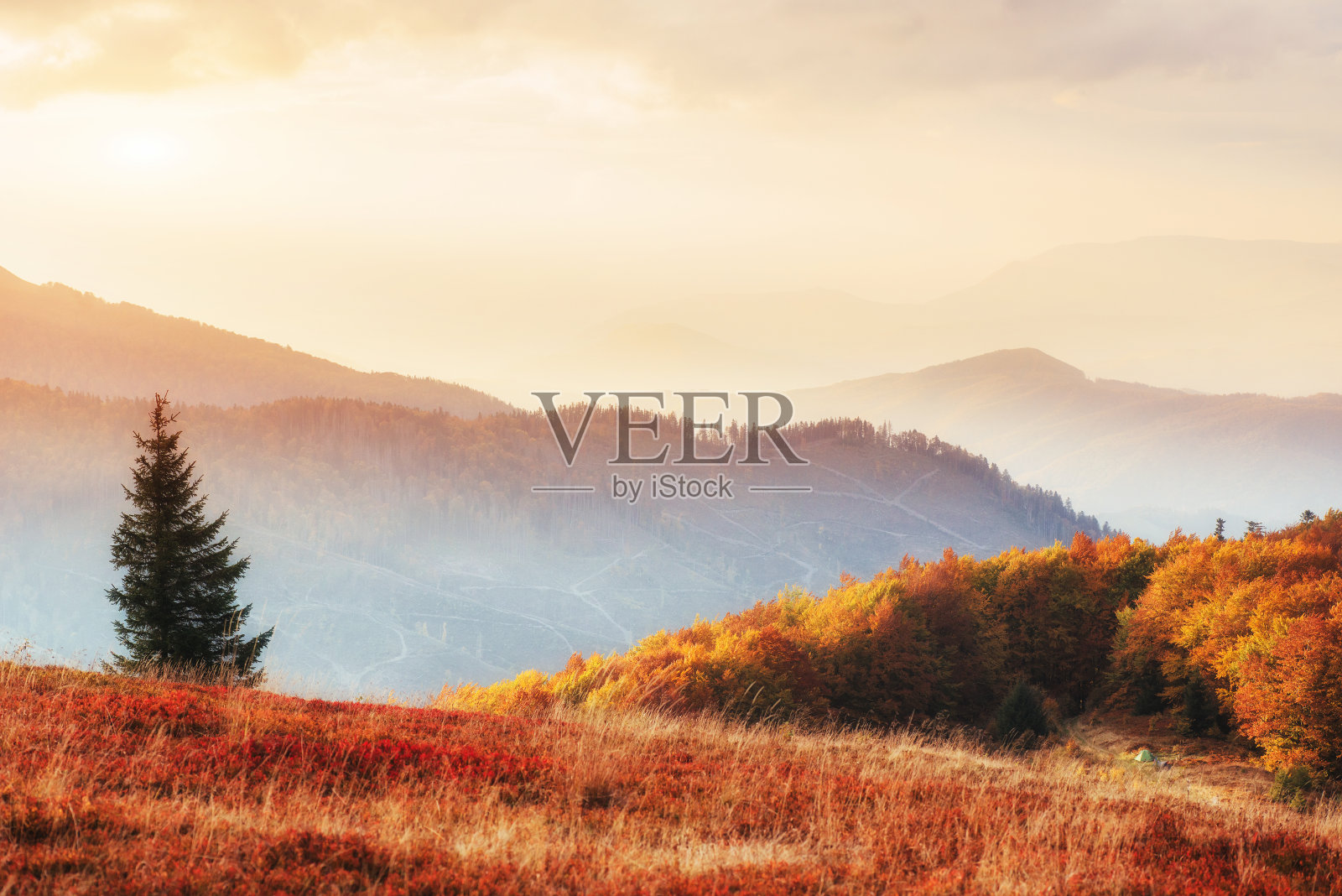 白桦林在阳光明媚的午后，而秋季季节照片摄影图片