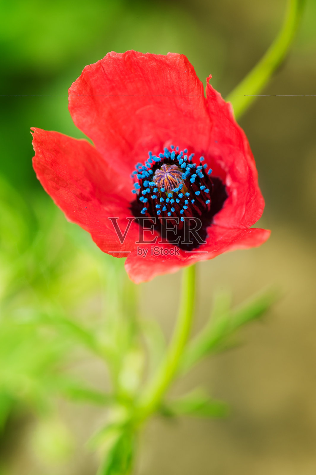 红色的花照片摄影图片