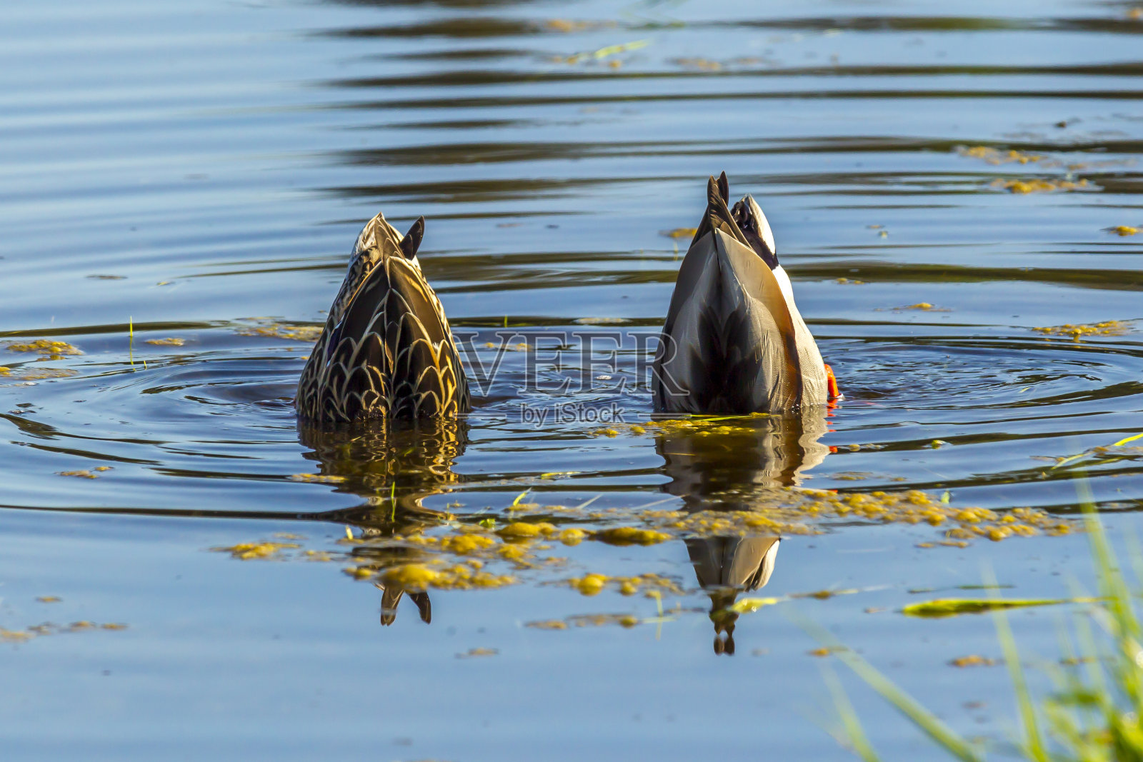 颠倒的野鸭夫妇。照片摄影图片