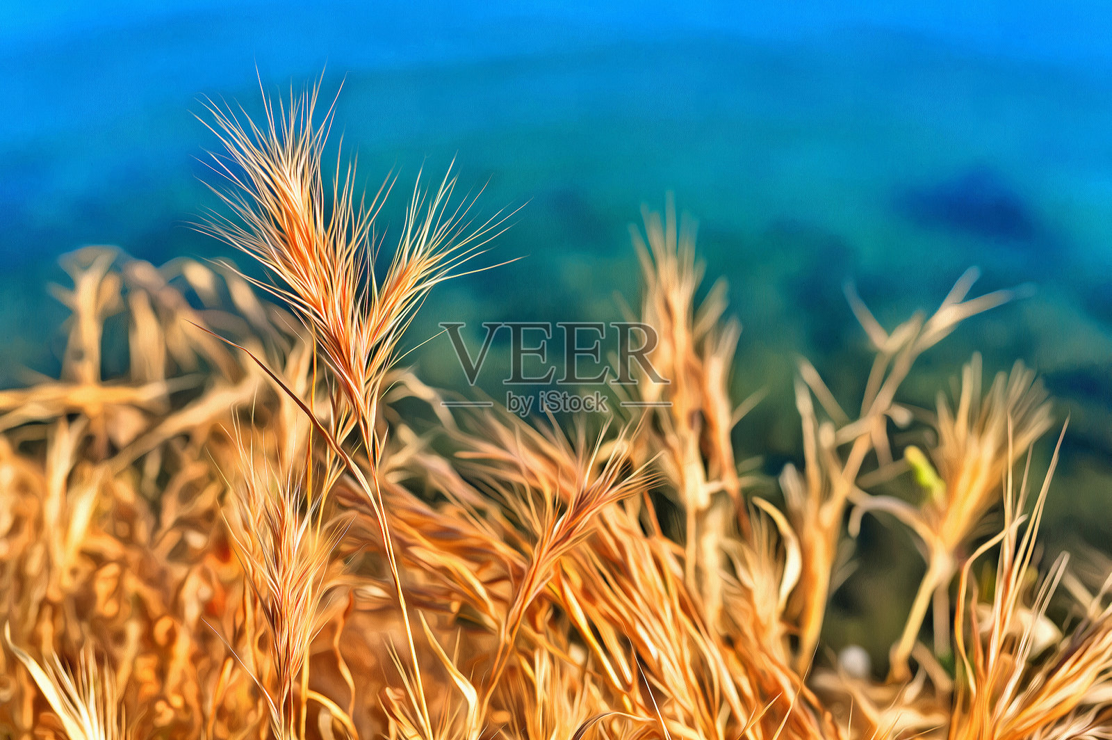 毛茸茸的黄色草的彩色画插画图片素材