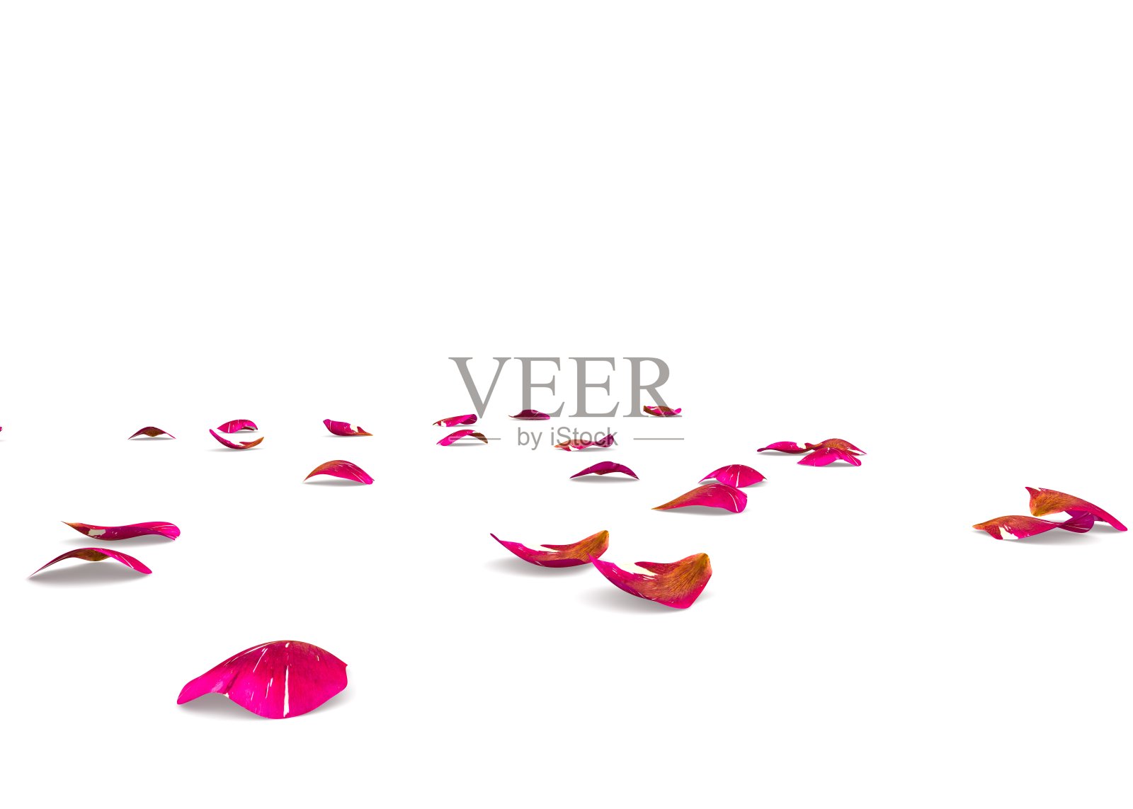 有棱纹的玫瑰花瓣散落在地板上照片摄影图片