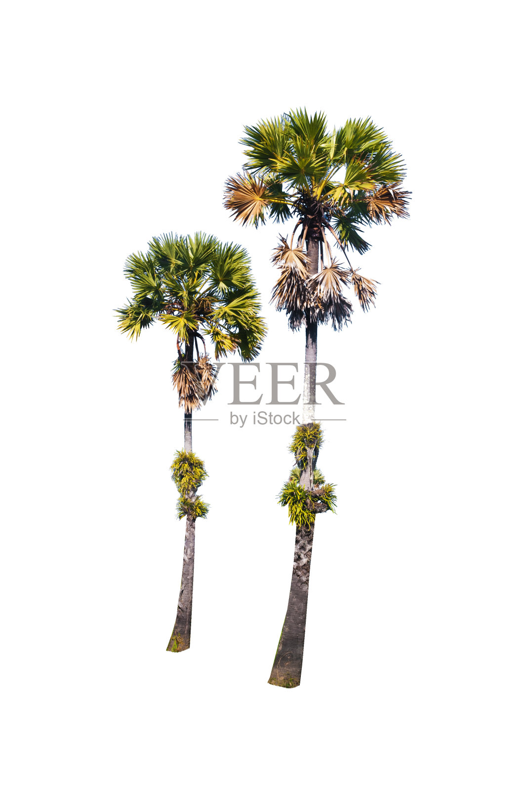 槟榔棕榈树孤立在白色。照片摄影图片