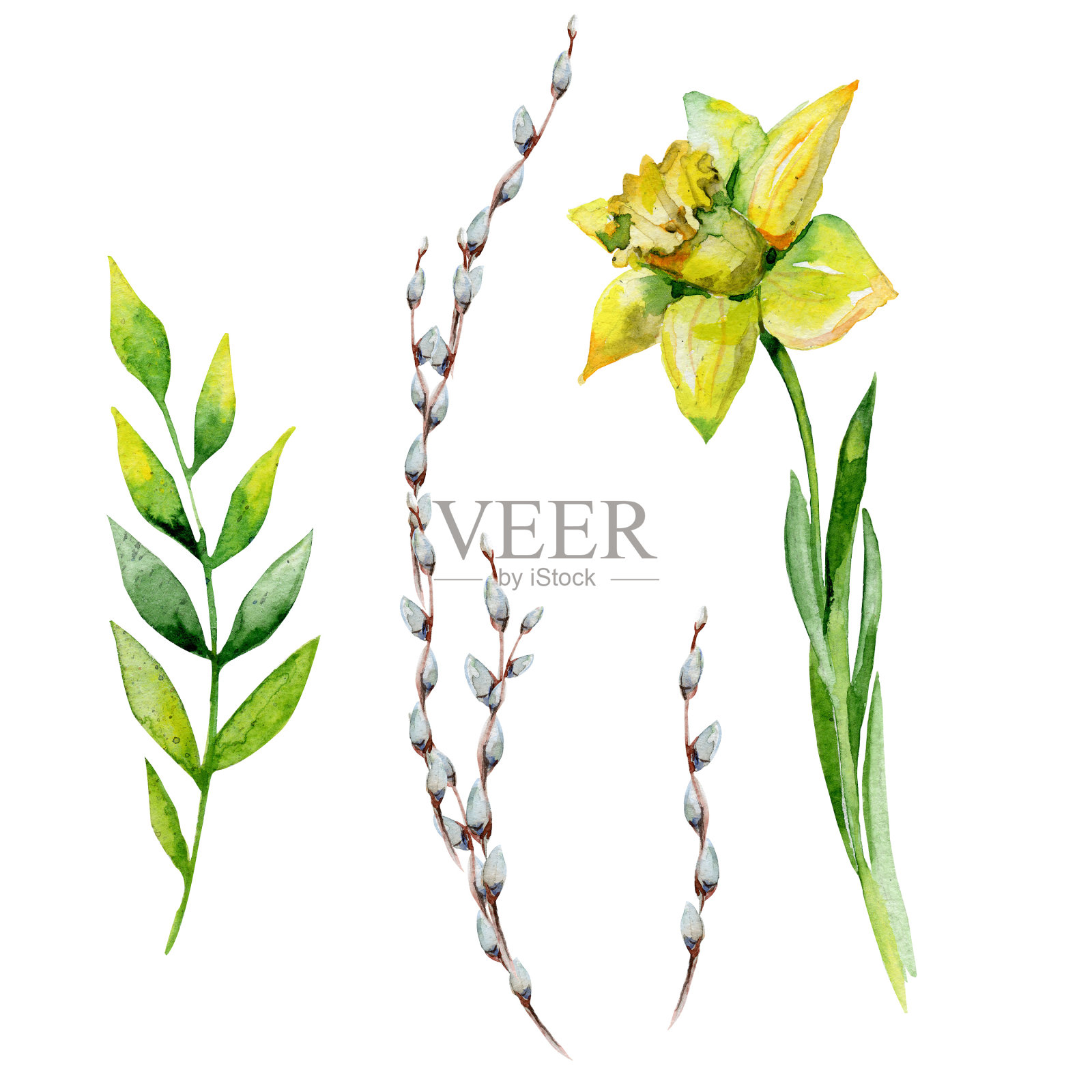 水彩复活节与猫咪柳树，香草和水仙花。插画图片素材