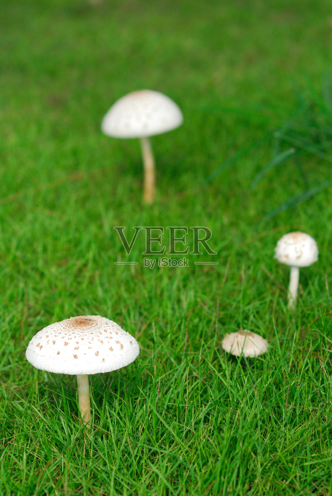 蘑菇照片摄影图片