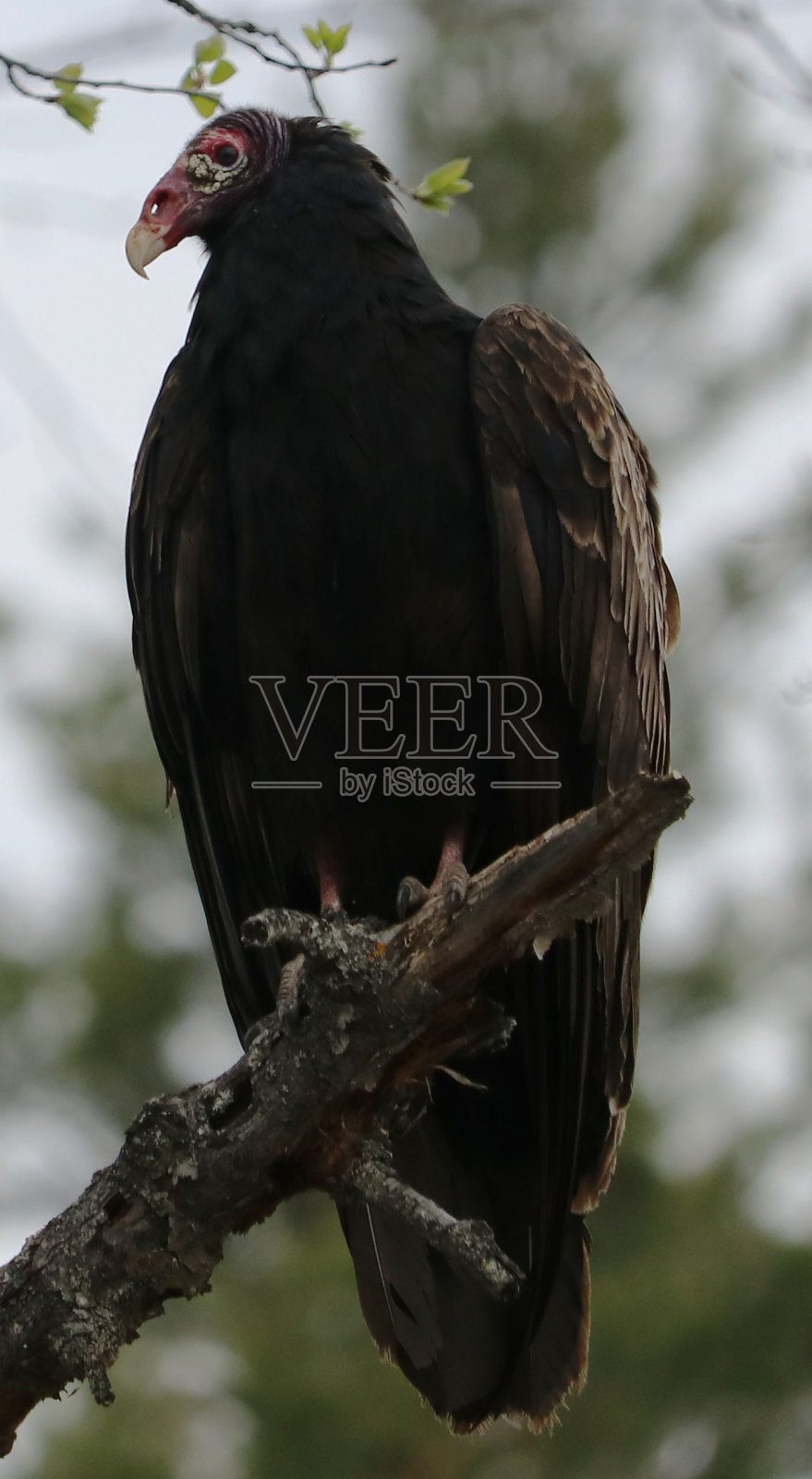 土耳其秃鹰照片摄影图片