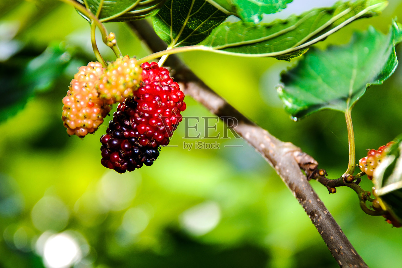 莫鲁斯水果照片摄影图片