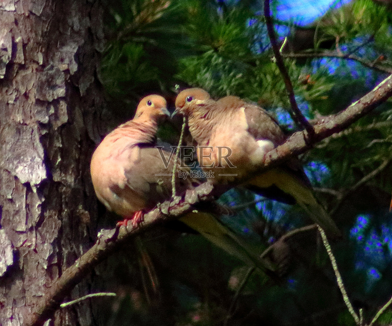 爱情鸟照片摄影图片