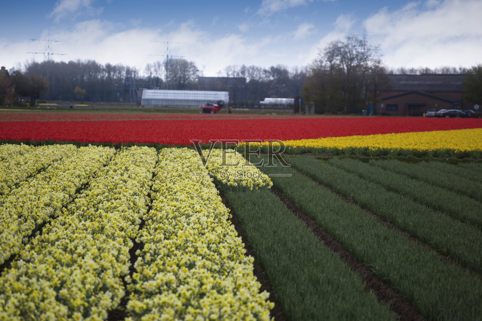粉红色，红色和橙色的郁金香照片摄影图片