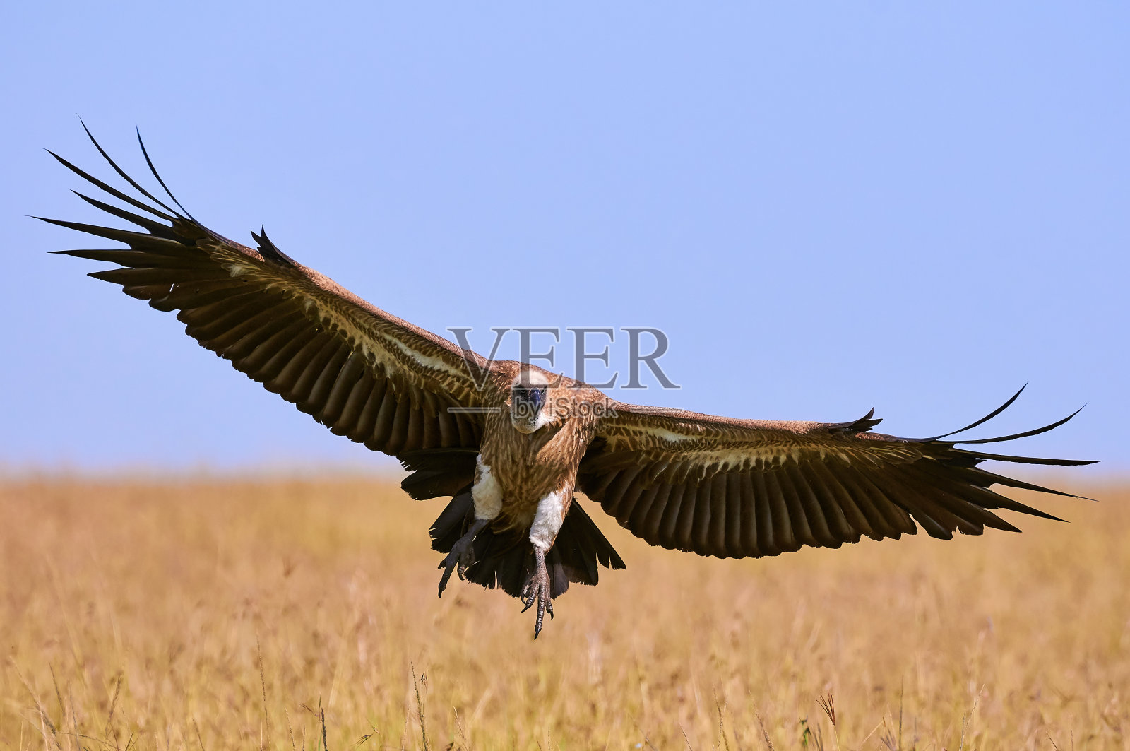 秃鹰在着陆照片摄影图片