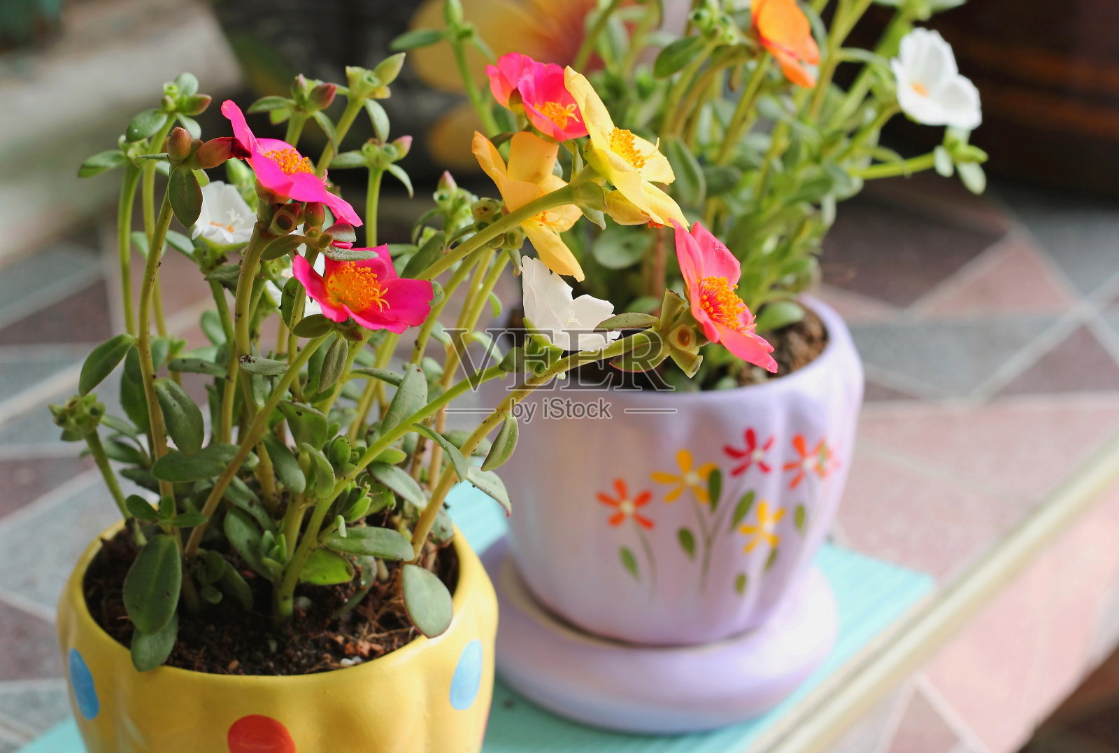 马齿苋属的植物花朵照片摄影图片