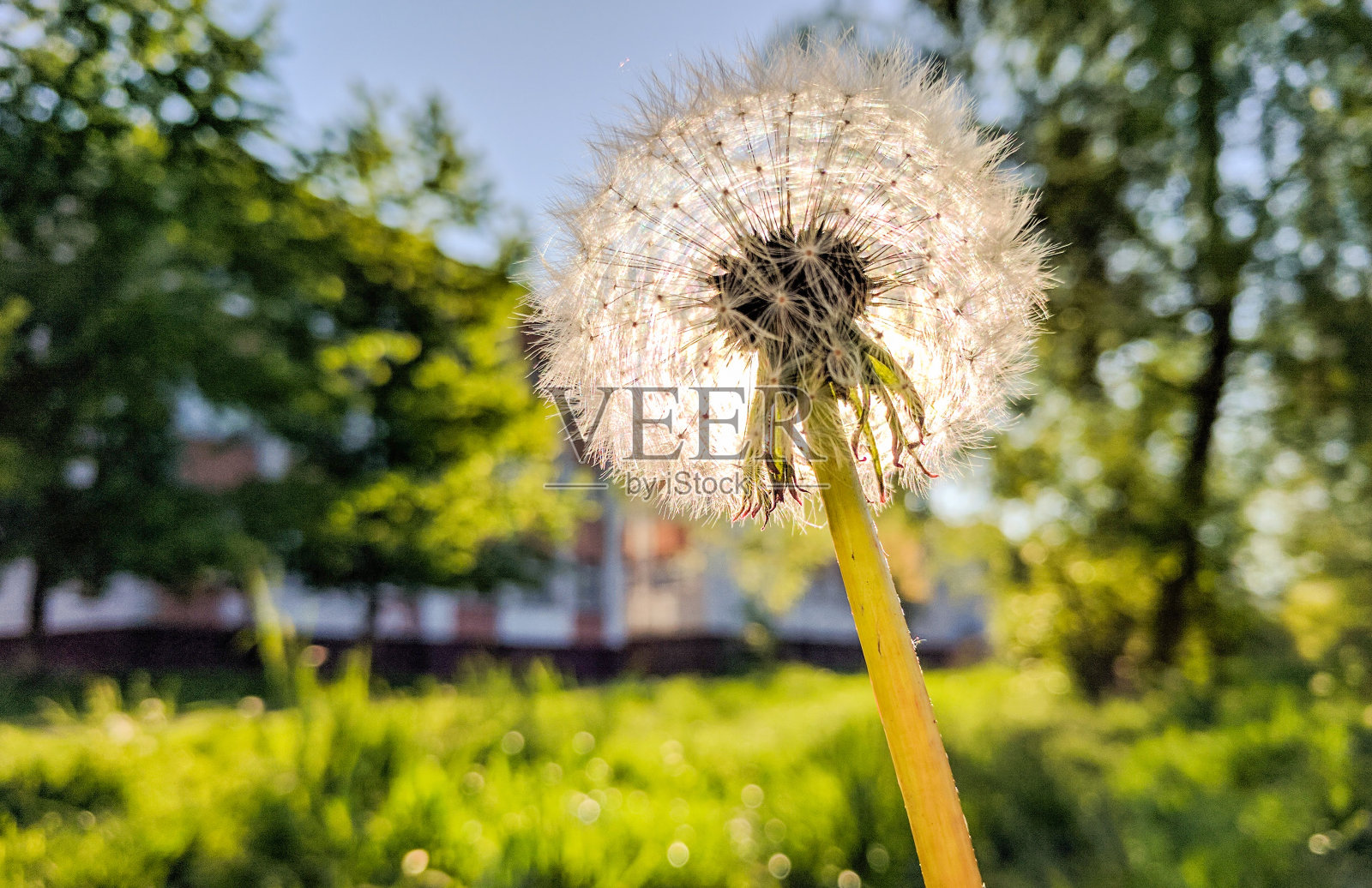蒲公英的特写-自然背景照片摄影图片
