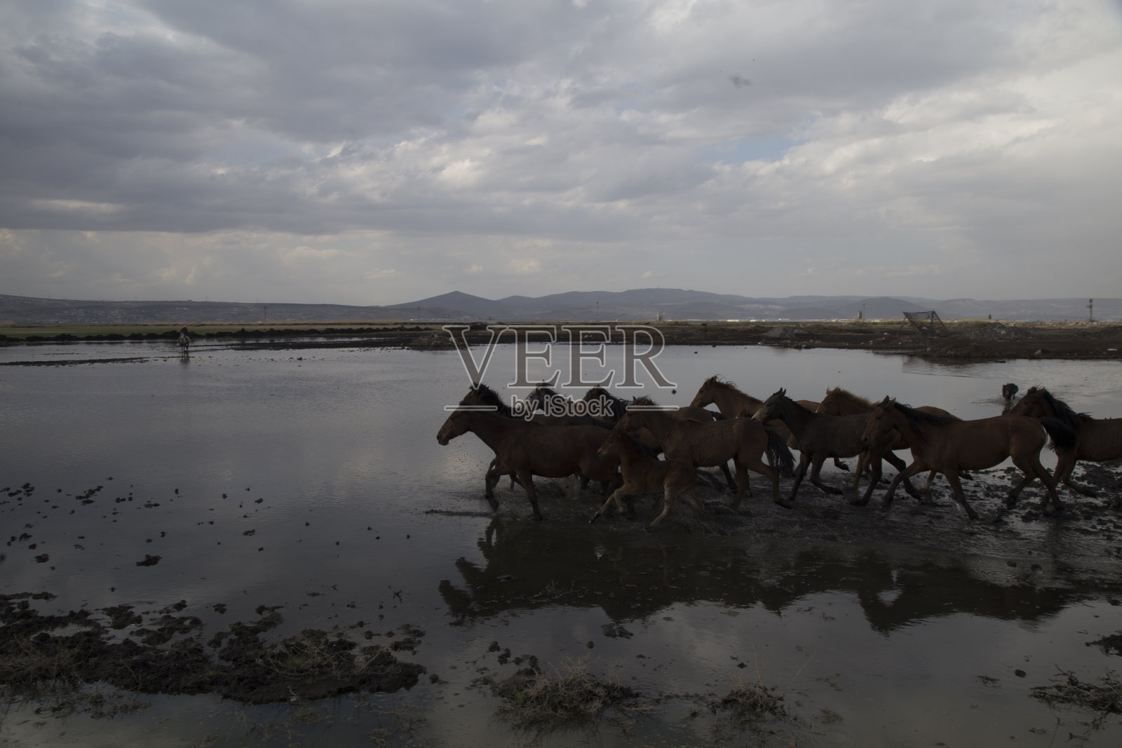 飞奔的野马照片摄影图片