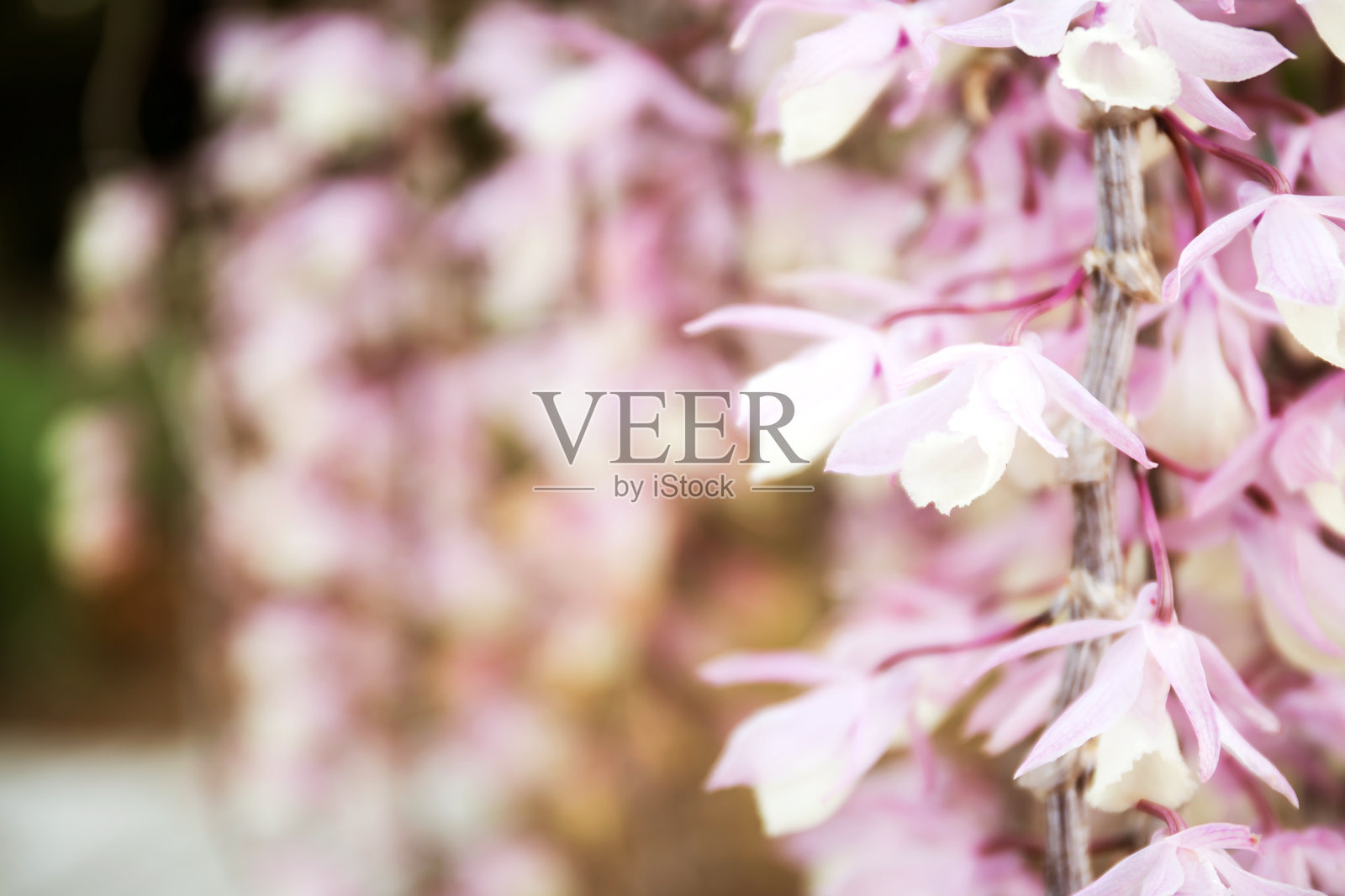 兰花照片摄影图片