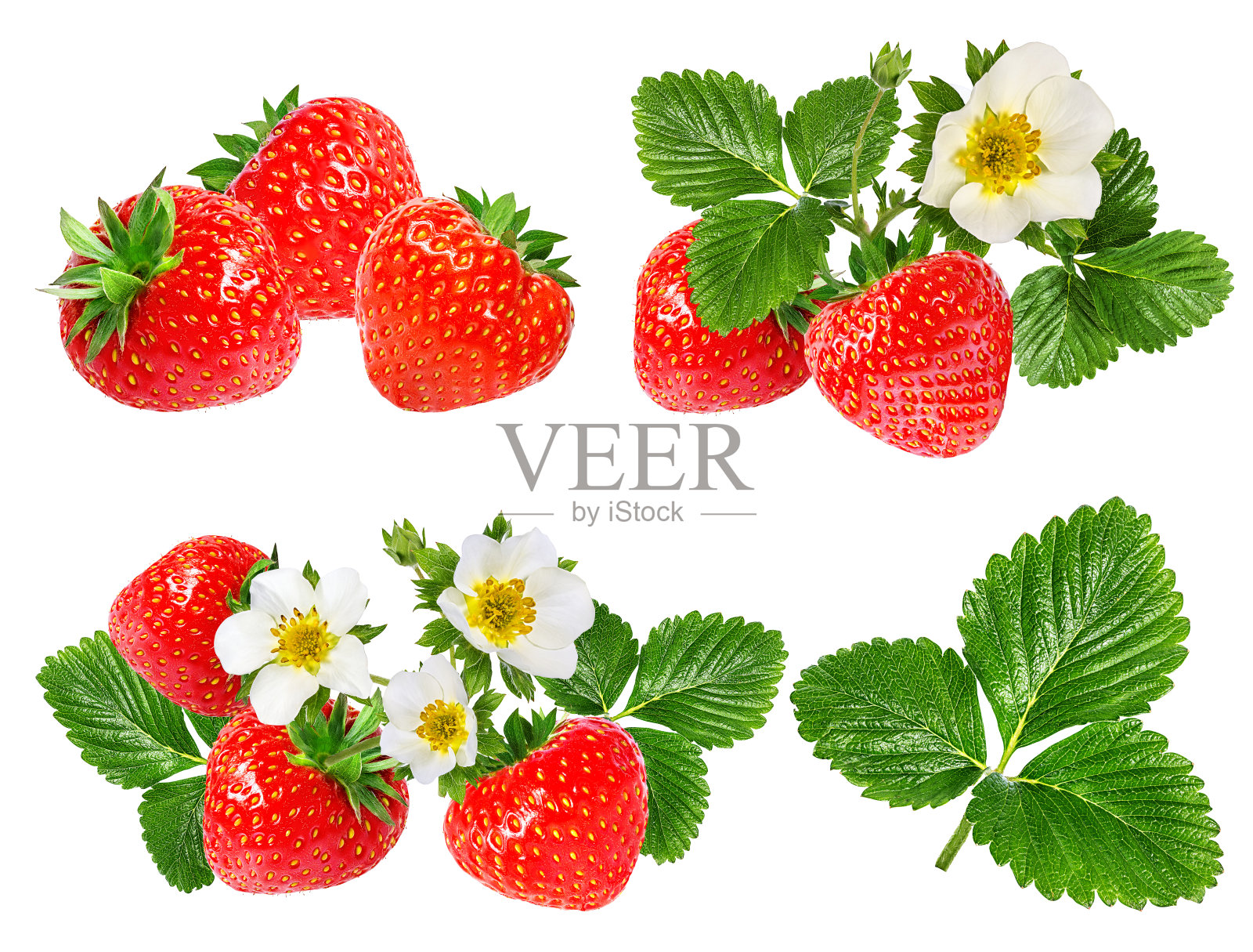 草莓和草莓花孤立在白色上照片摄影图片