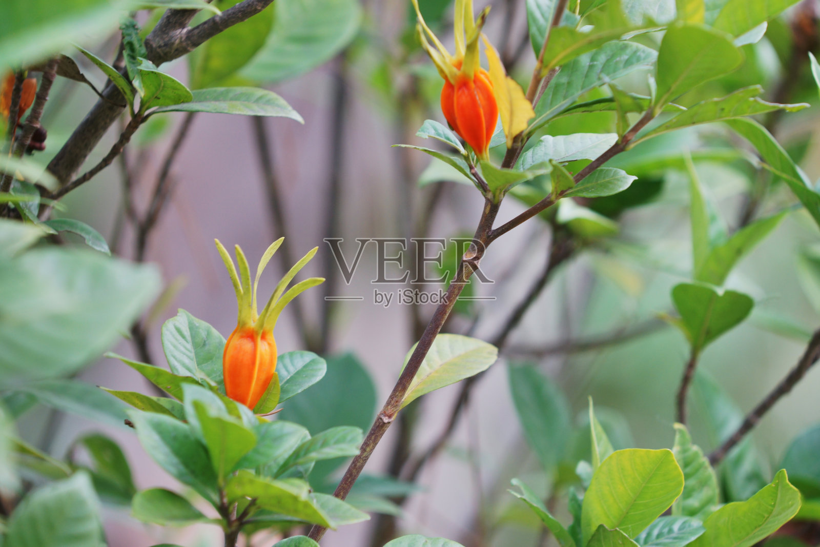 栀子花照片摄影图片