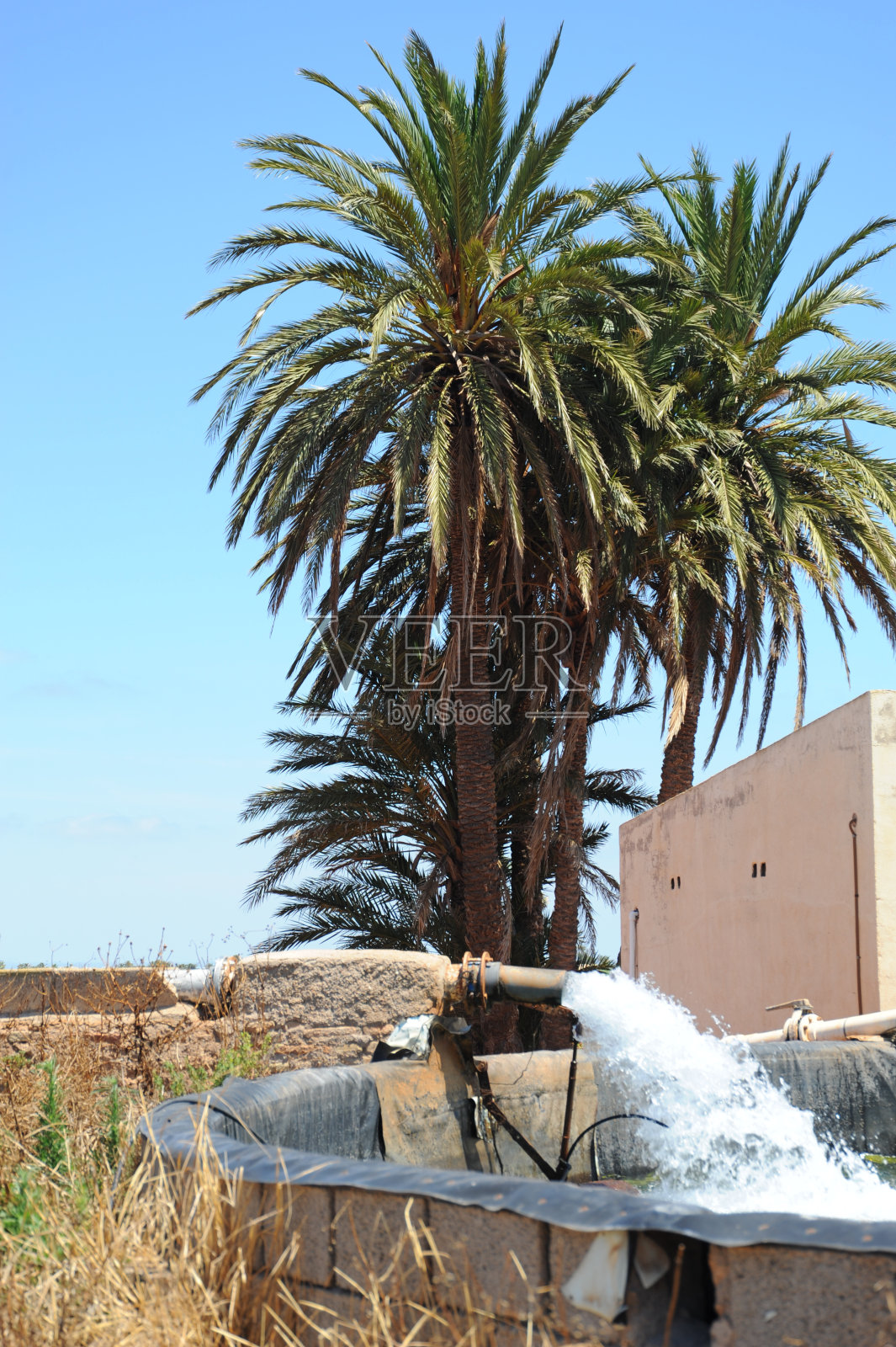 在有棕榈树的绿洲——西班牙照片摄影图片