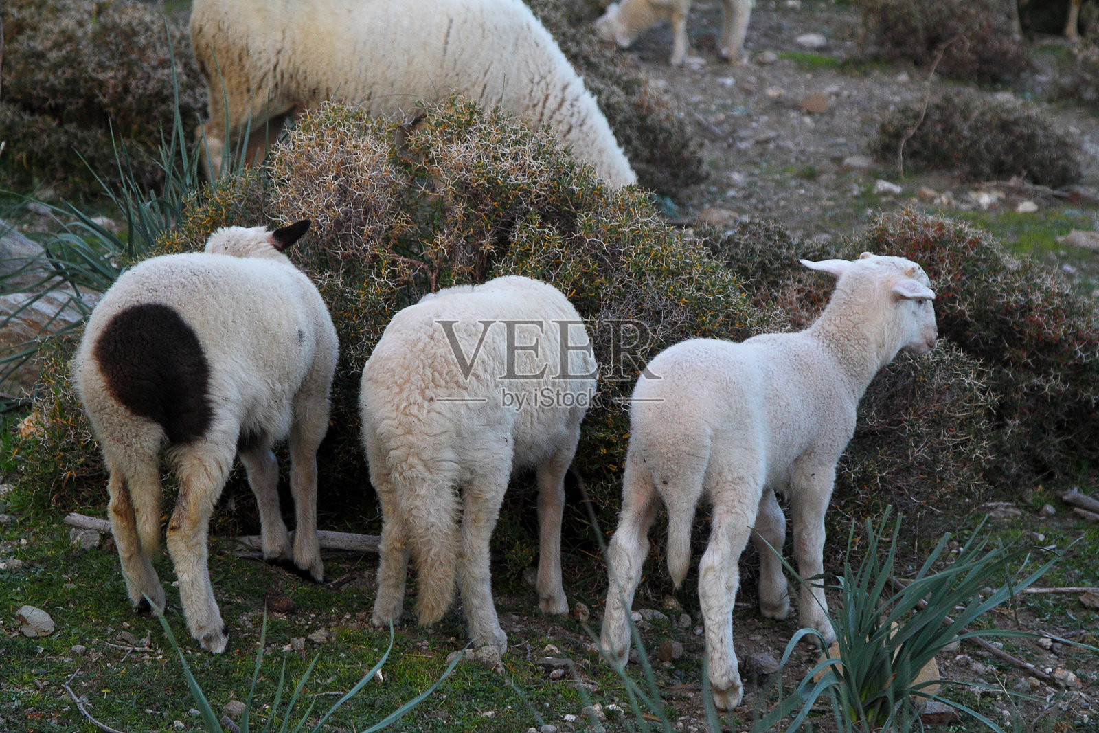 羊站在地上的高角度视图照片摄影图片