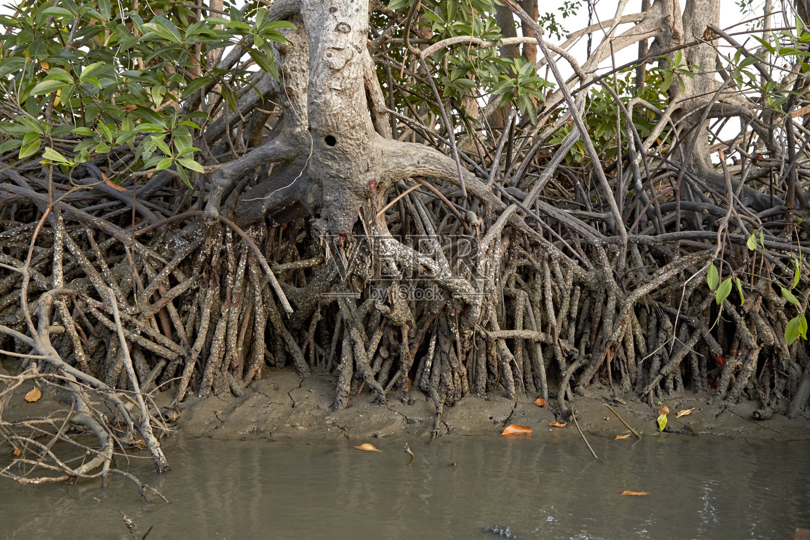 泰国红树林生态系统照片摄影图片