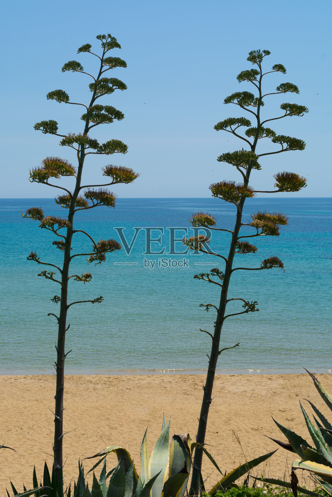 蓝色的海水和蓝天的热带岛屿上的龙舌兰花，暑假照片摄影图片