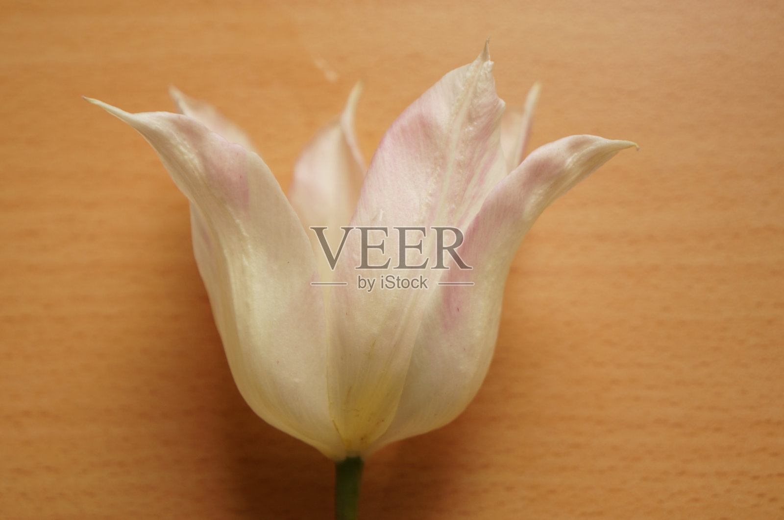 一种带有白色和粉色花瓣的温和郁金香照片摄影图片