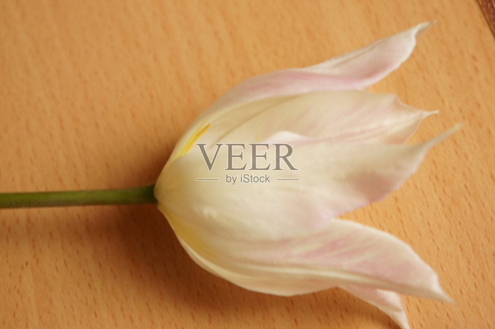 一种带有白色和粉色花瓣的温和郁金香照片摄影图片