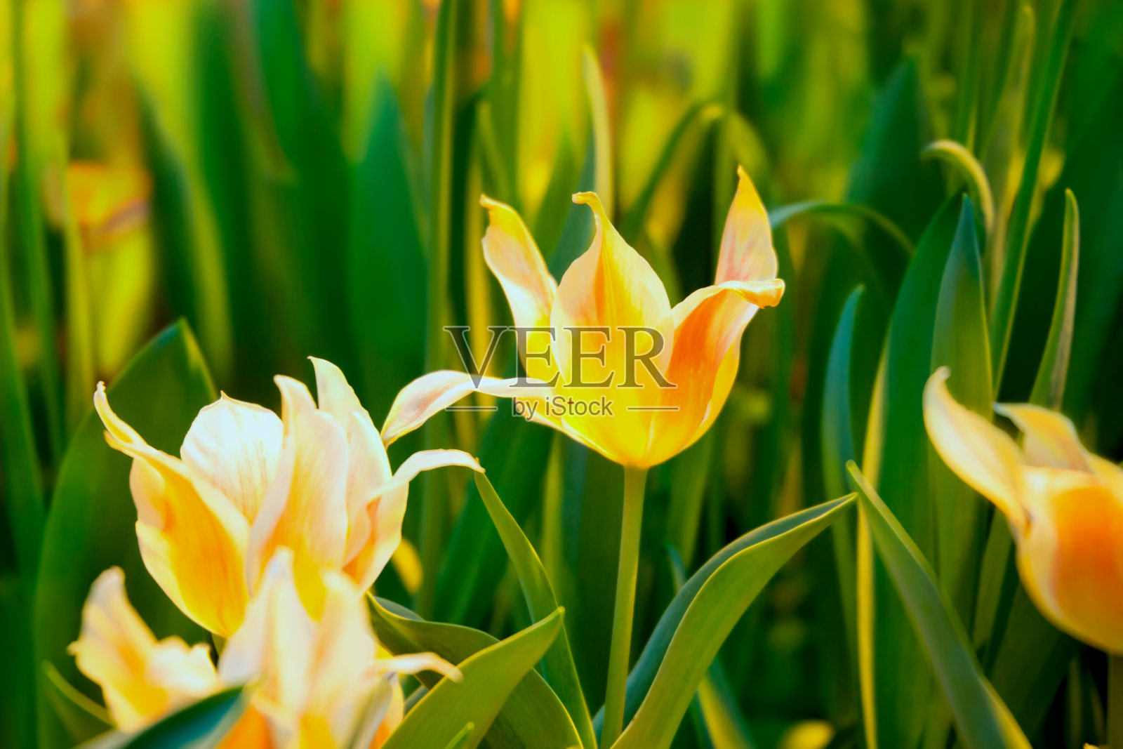 黄橙色的郁金香照片摄影图片