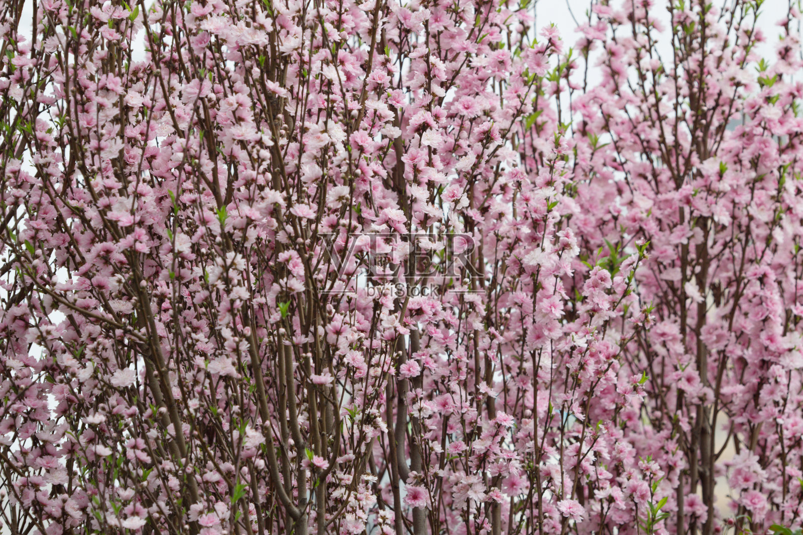 樱花或美丽的樱花照片摄影图片