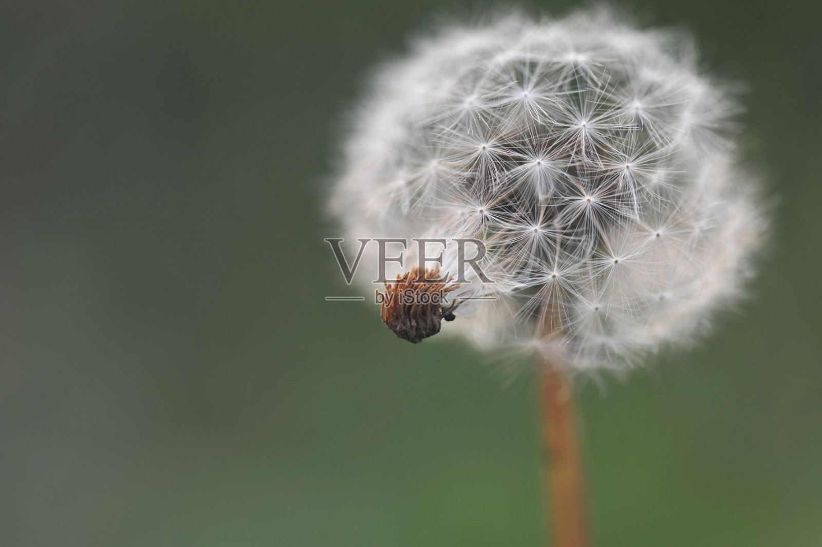 蒲公英的种子照片摄影图片