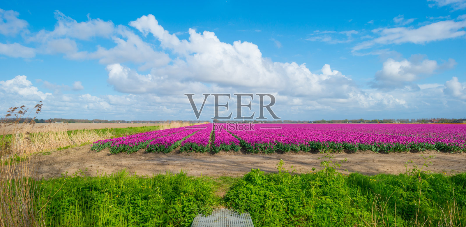 春天的蓝天下，郁金香盛开照片摄影图片