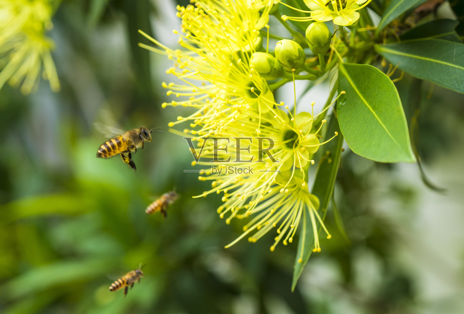飞蜜蜂在黄花上采集花粉。在春季照片摄影图片