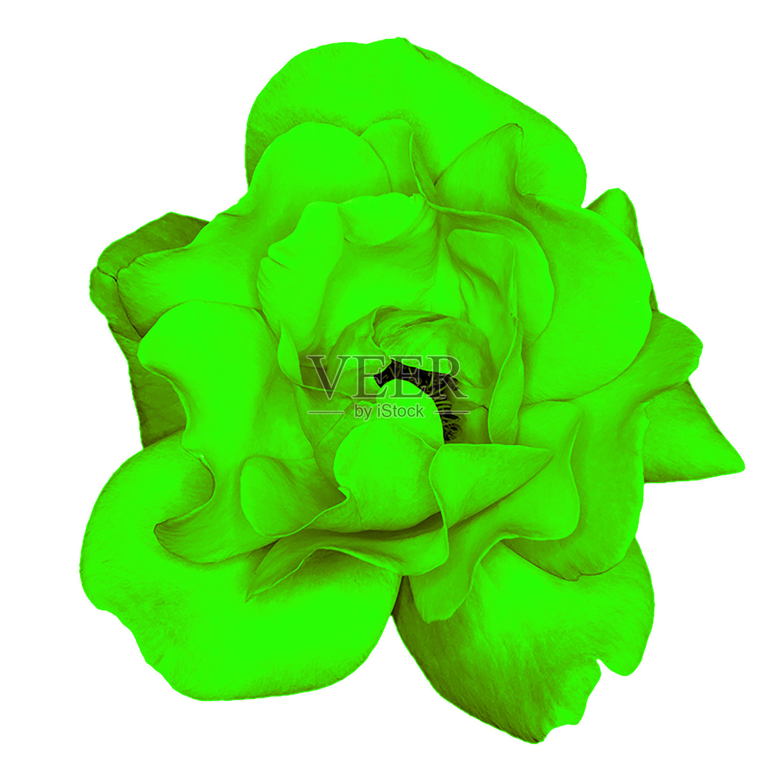 绿色玫瑰花大孤立在白色上照片摄影图片