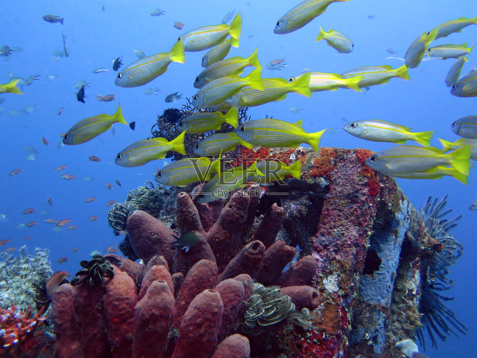 巴厘岛，珊瑚礁繁盛，有海洋生物和鱼类照片摄影图片