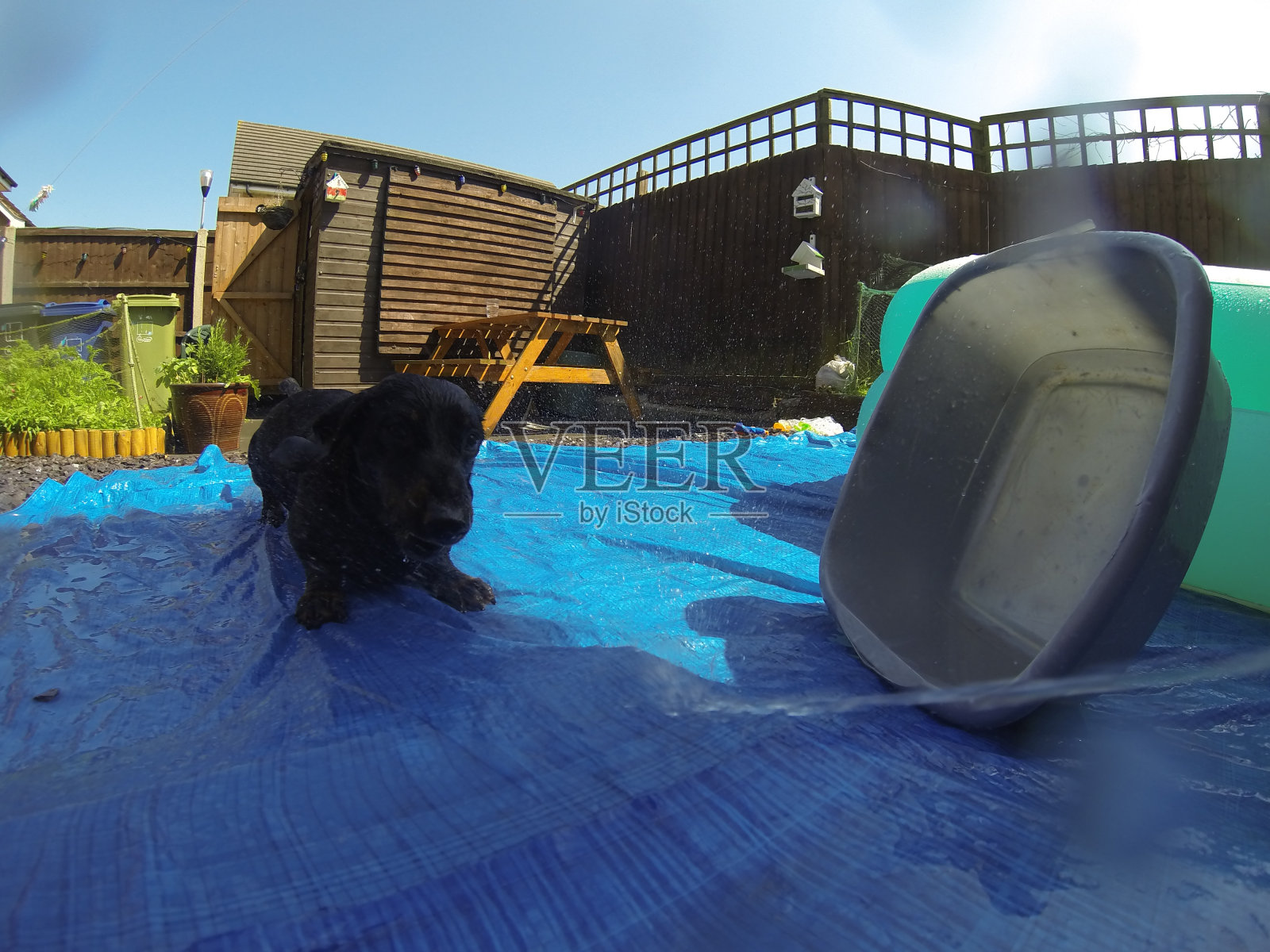 迷你腊肠犬照片摄影图片