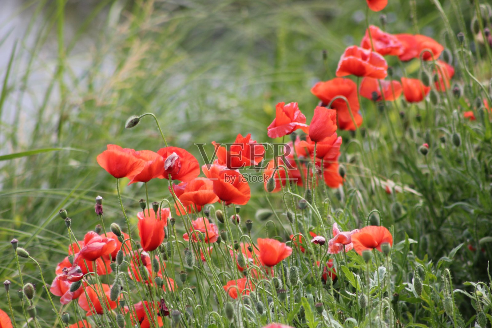 四季照片摄影图片