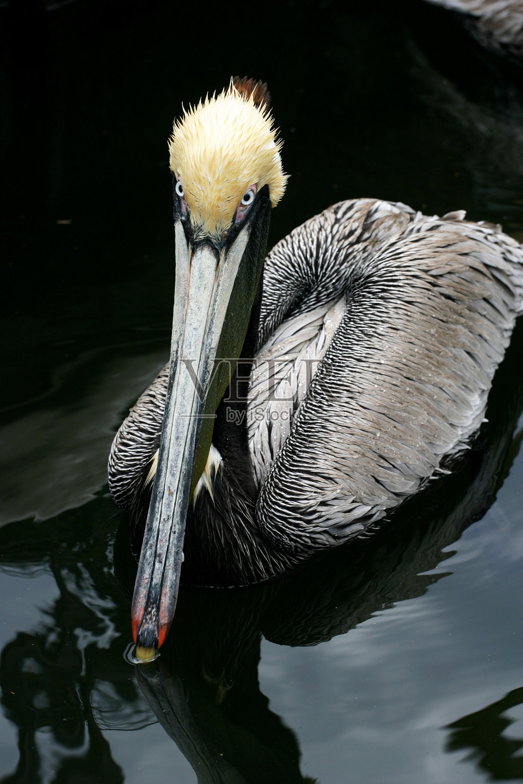 鹈鹕的肖像照片摄影图片
