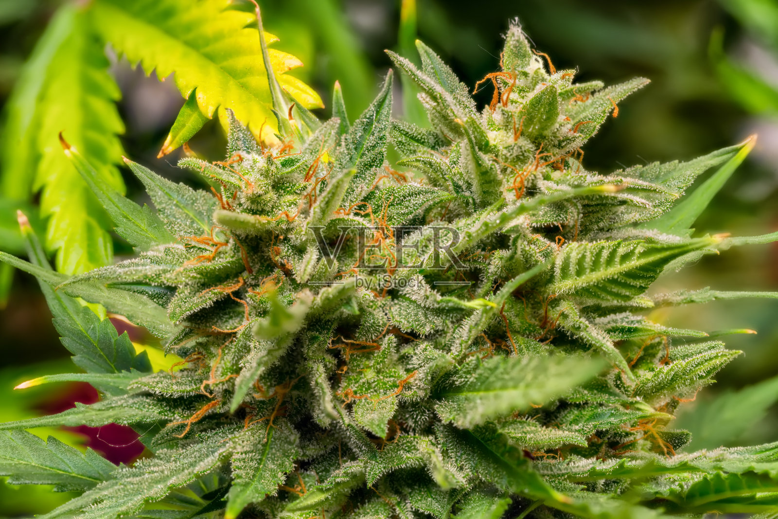 大麻植物的芽照片摄影图片