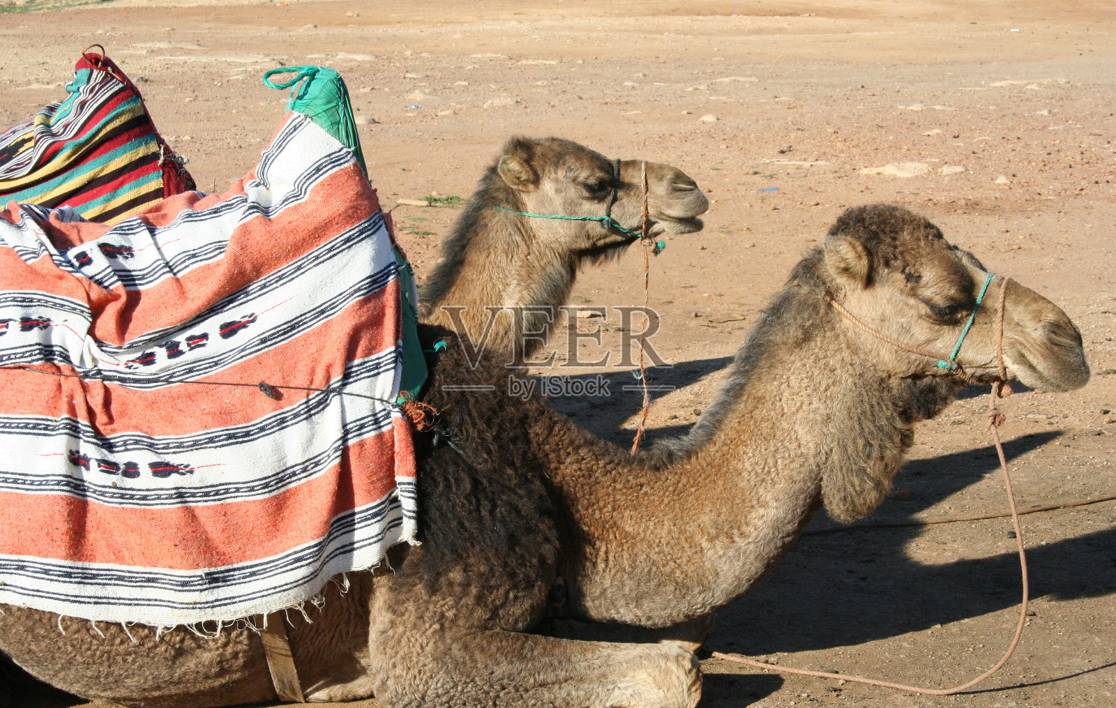骆驼照片摄影图片