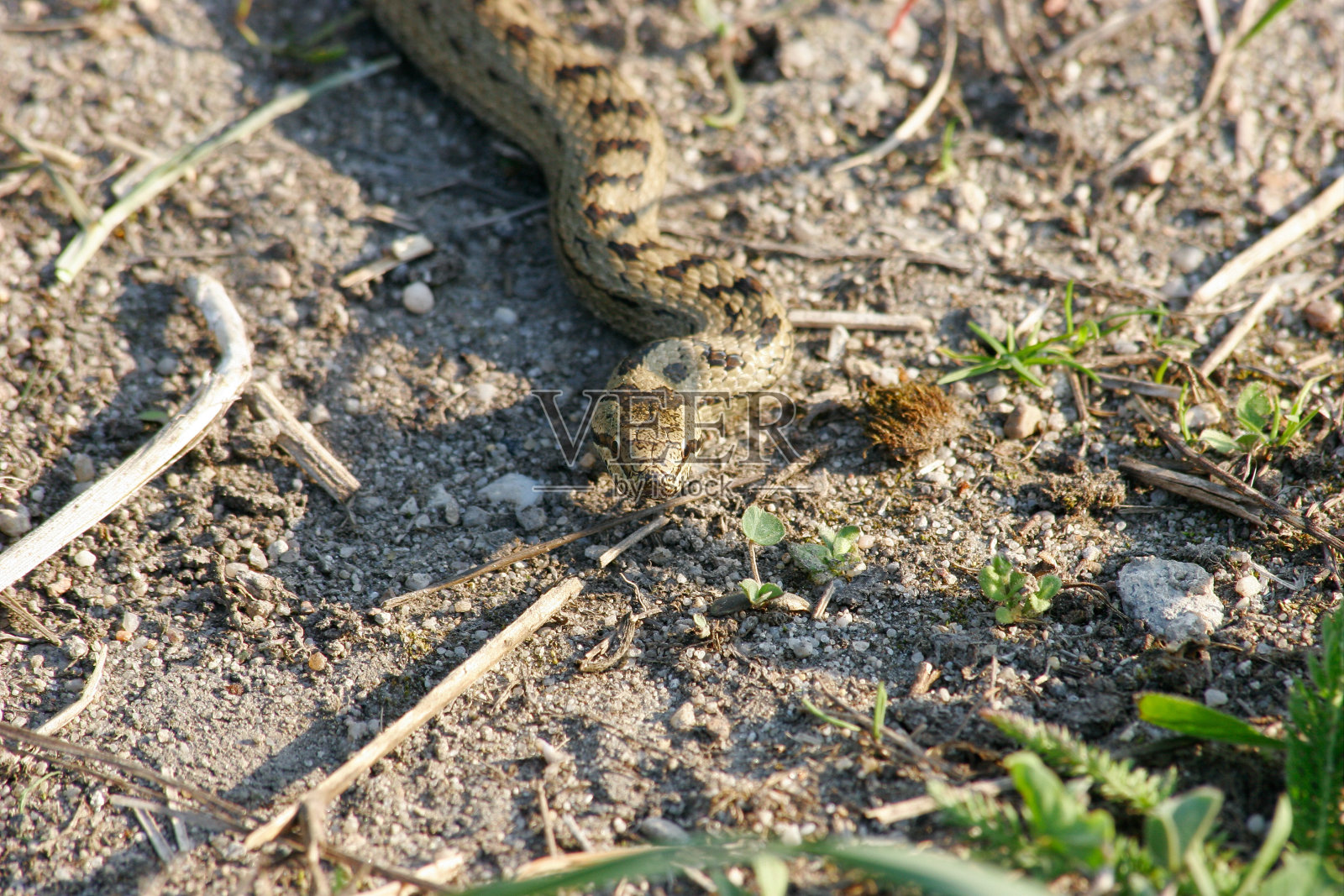 平滑蛇（科罗内拉奥萨卡）照片摄影图片