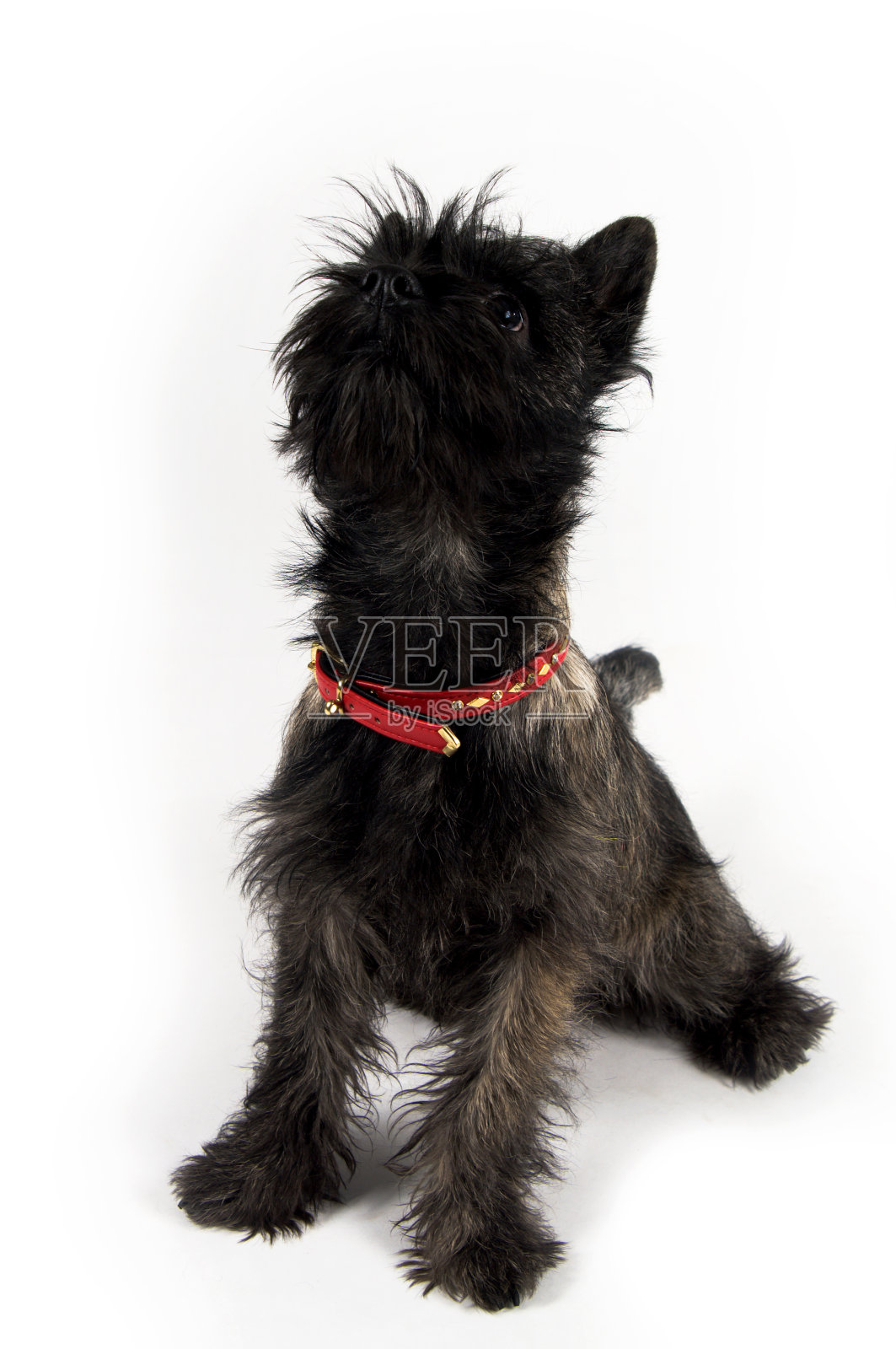 可爱的小猎犬坐在白色的背景照片摄影图片