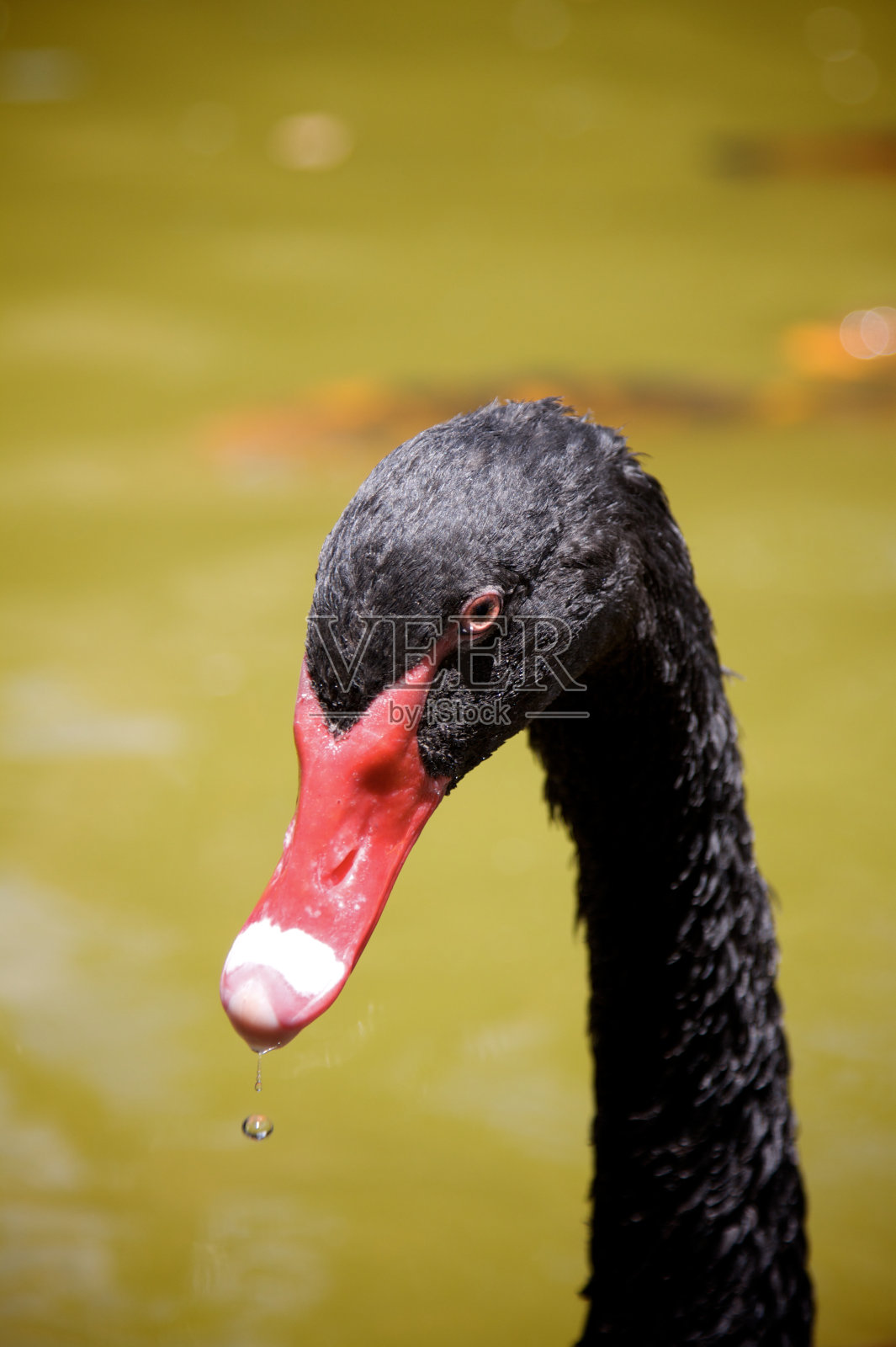 孤独的黑鹅照片摄影图片
