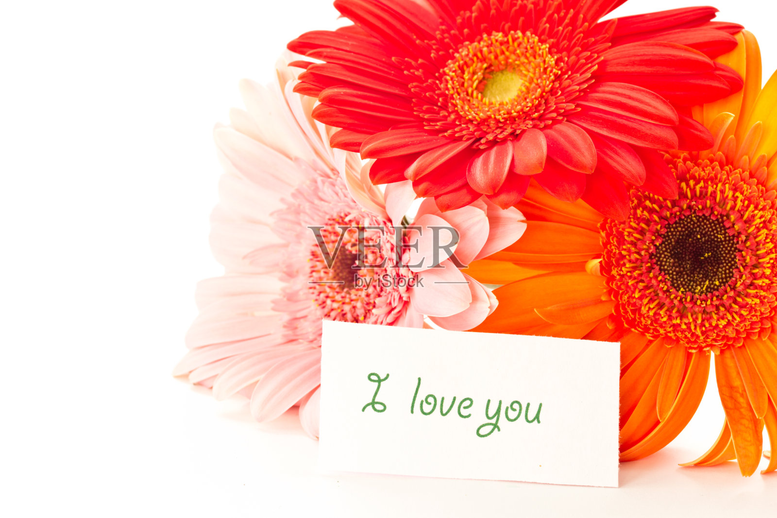 非洲菊照片摄影图片