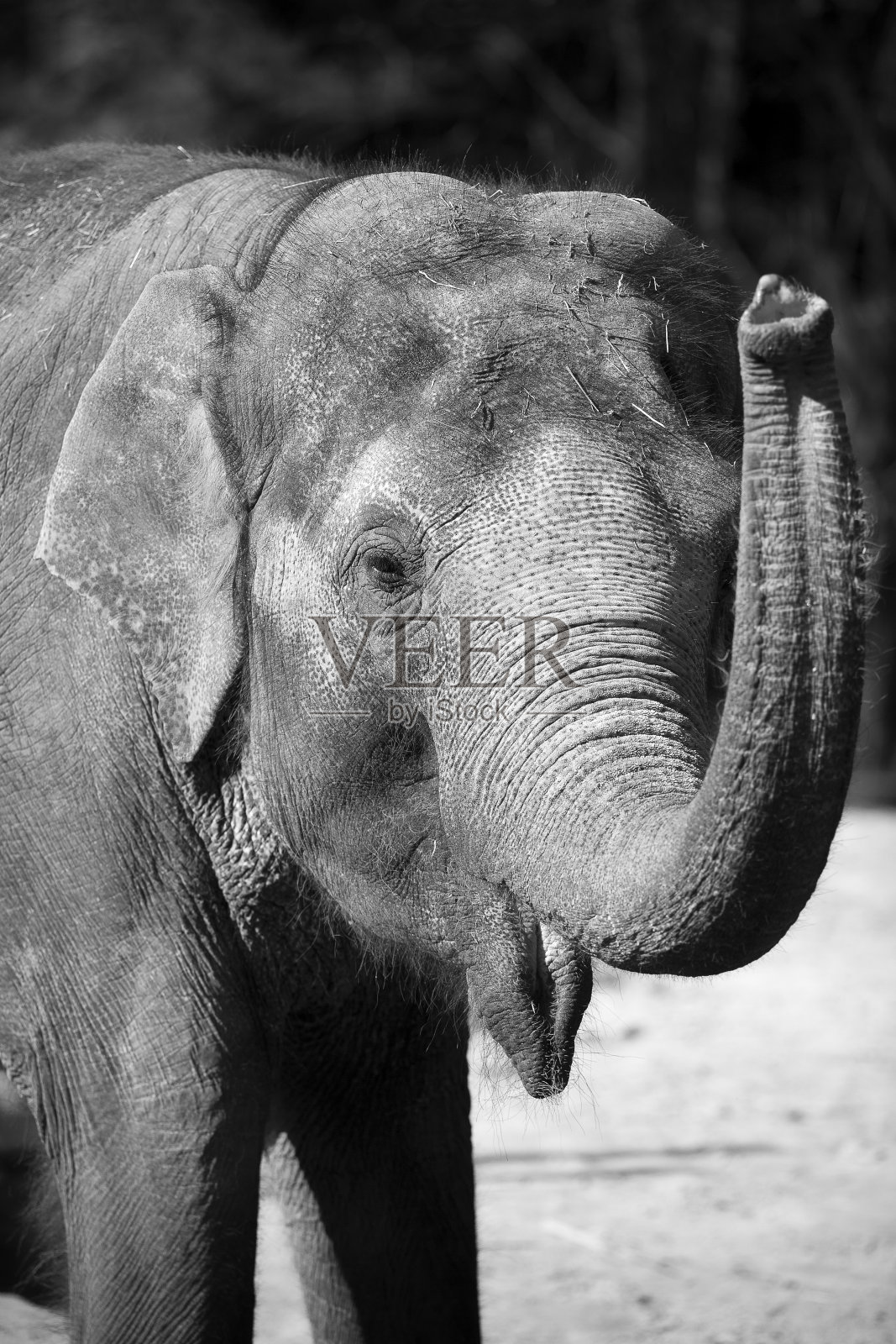 好奇的大象。照片摄影图片