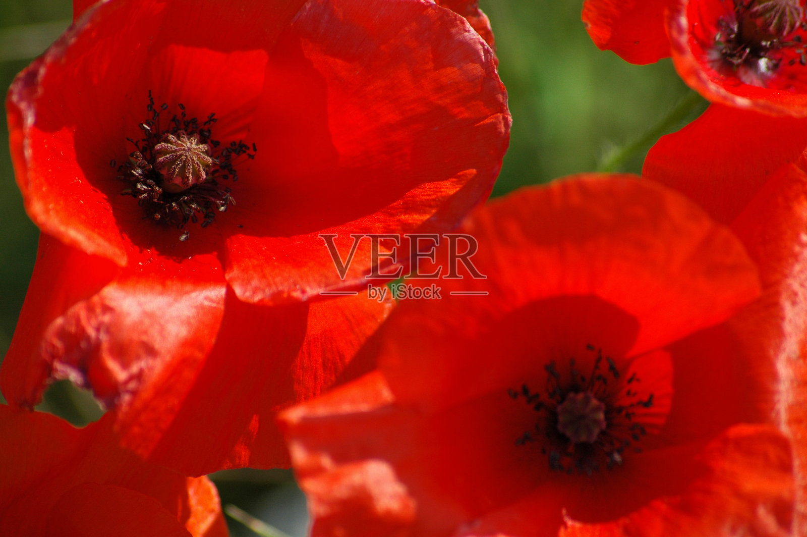 罂粟花的照片摄影图片