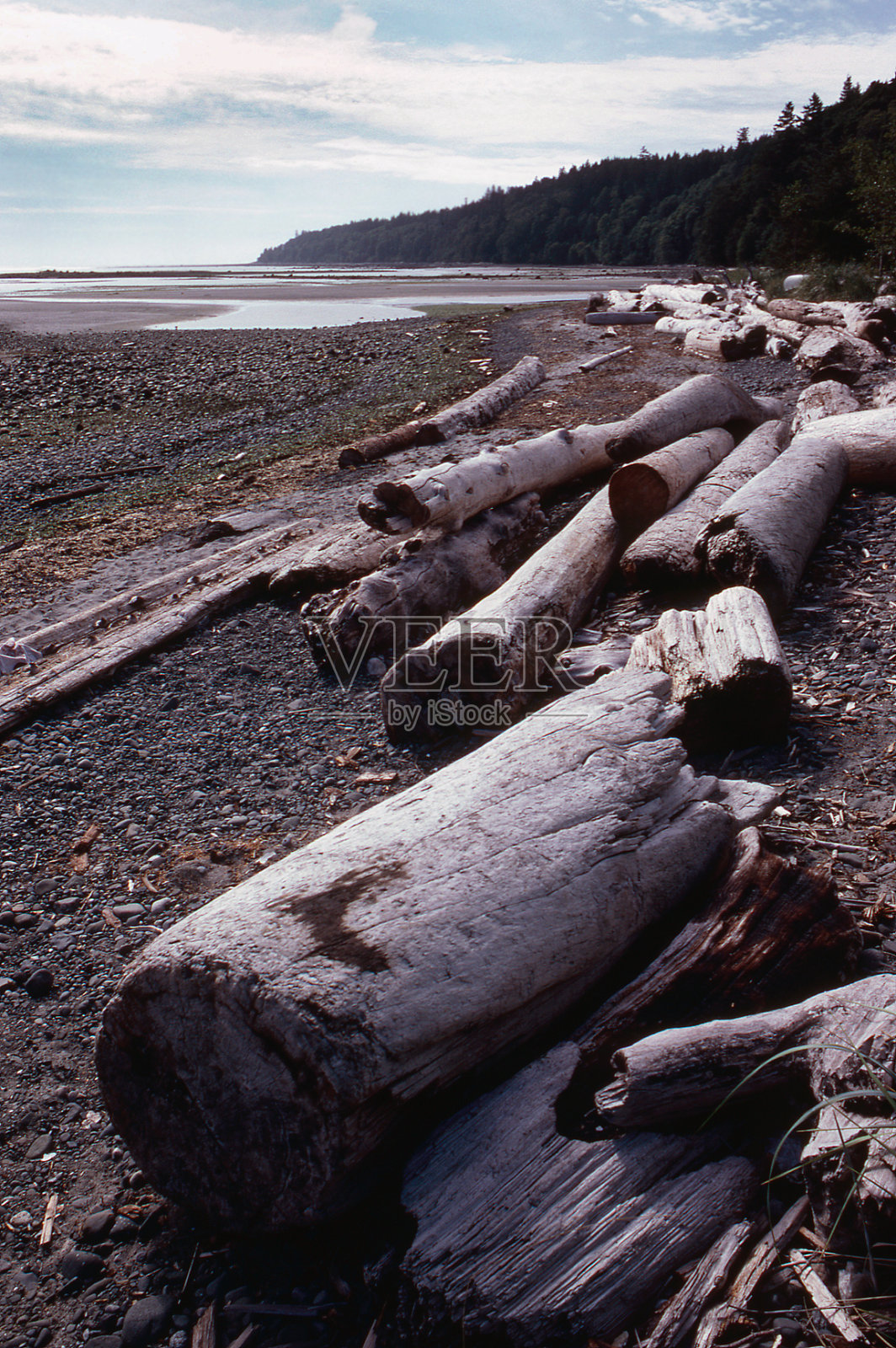 浮木照片摄影图片