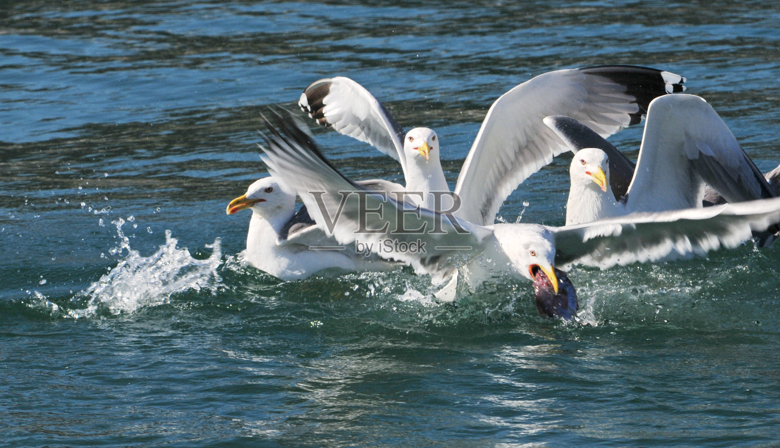 一个赢家照片摄影图片